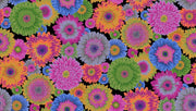PRE - Order Kaffe Fassett August 2026 Collective - Gerbera Daisies PWPJ139.DARK - Half Yard - Modern Fabric Shoppe