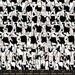 PRE - ORDER Memento by Carolyn Friedlander - Black RS8001 16 - Half Yard - July 2026 - Modern Fabric Shoppe
